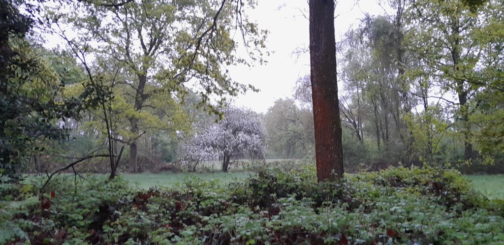 Gele kwikstaarten………..