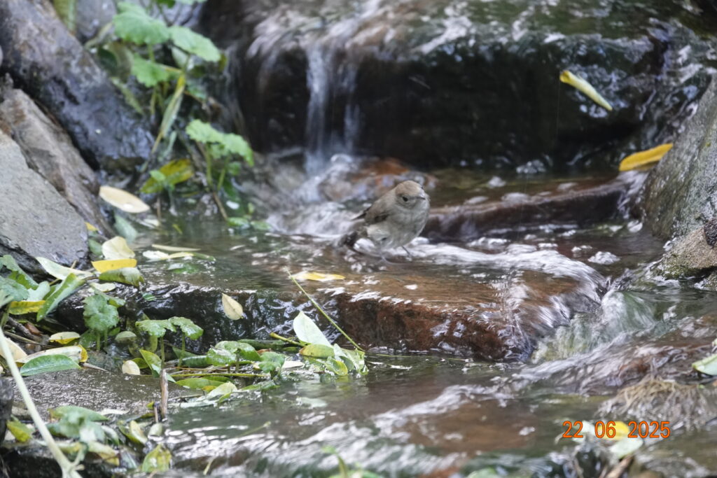 Verrassingen……..